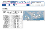 コハクチョウ北帰行