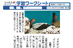 イチオシ水槽にインドアカタチ