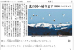 コハクチョウ北へ帰る