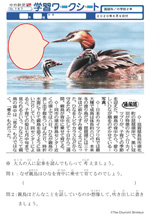 親鳥の背中