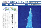 ノコギリザメ