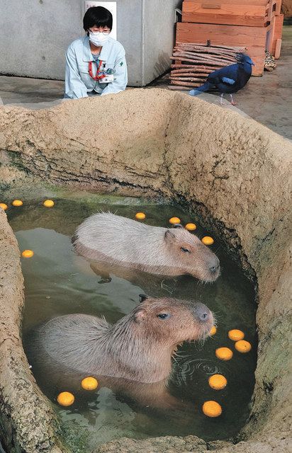 冬至を前にカピバラゆず湯 福井足羽山公園遊園地中日新聞Web