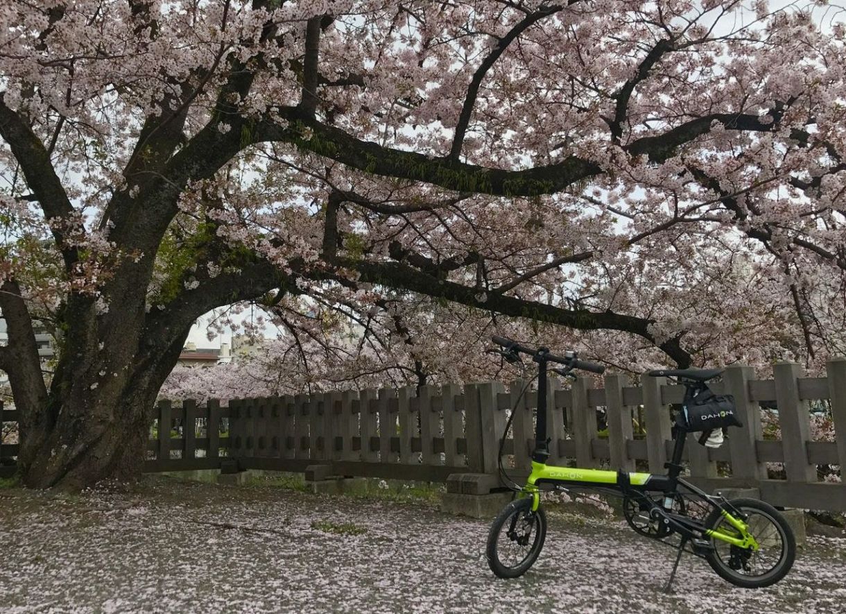 桜とタケノコを求め小田原へ