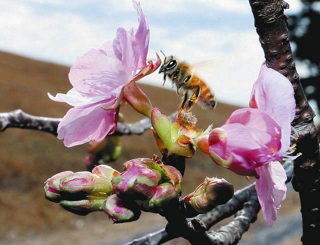ミツバチが舞い、咲き始めた河津桜＝静岡市葵区遠藤新田で
