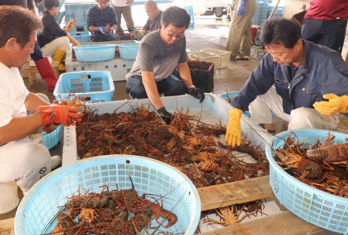 Lobster Fishing Lifted in Mie Prefecture中日新聞Web