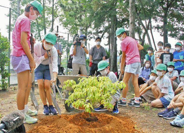 高さ４０センチほどの「奇跡のくすのき」の苗木に園芸用の土を入れ、植樹する竜南小学校の６年生たち＝静岡市葵区で
