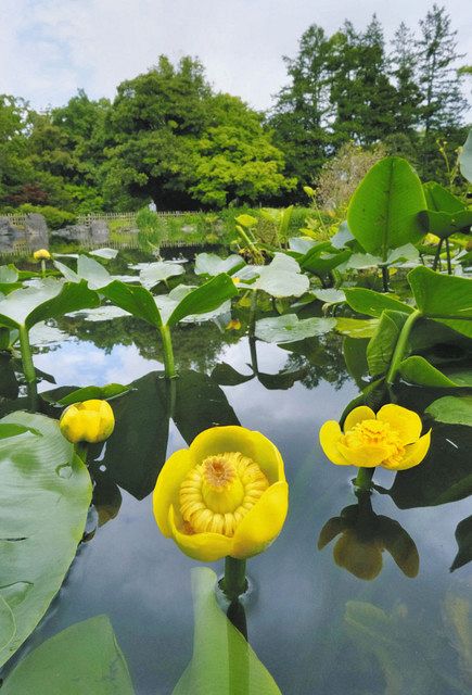 水面で黄色い花を咲かせ、水辺を静かに彩るコウホネ＝坂井市の県総合グリーンセンターで
