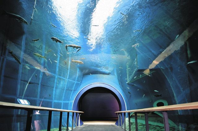 待ってました！「トンネル水槽」23日復活　琵琶湖博物館、ひび割れで1年超の休止