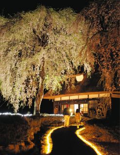 桜と合掌造りが電飾で幻想的に　高山・荘川の里