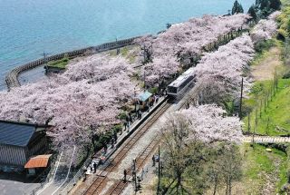 ＜希望の桜　開花めぐり＞のと鉄能登鹿島駅　「さくら駅」にぎわい満開
