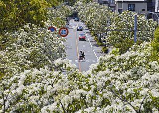 季節外れの粉雪「ナンジャモンジャ」の花が見ごろ　名古屋国際会議場近く