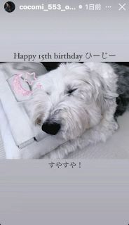 ◆cocomiが祝福、木村家の愛犬の穏やかな寝顔【写真】