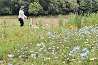 玉城の里山で花畑や写真のコンテスト　5月12日まで、保全会が来場呼びかけ
