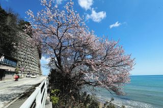 ＜希望の桜　開花めぐり＞珠洲・谷崎の桜（２０２４年）