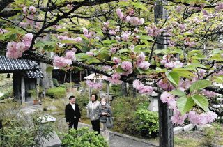 ＜希望の桜　開花めぐり＞穴水・来迎寺　樹齢８００年、八重ふわり　　　