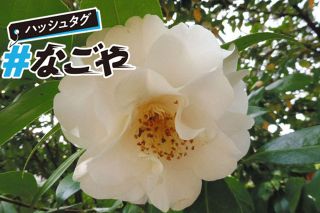 名古屋城と鶴舞公園ソックリな花の謎を追う　門外不出の「姫」数奇な運命？