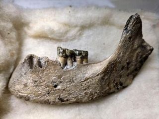 「夜見ケ浜人」の人骨再発見　鳥取で５５年前出土、年代測定へ