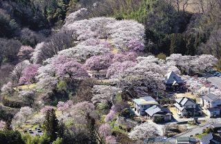 香坂氏の支城、今は桜に囲まれて　長野・中川村の大草城址公園