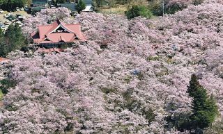 「天下第一の桜」高遠城址公園で見ごろ　「空と山と桜しか見えないのがいい」
