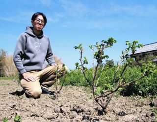 バラのジェラート開発・販売へCF募る　東近江の食用花専門農園