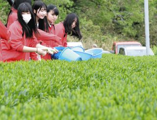 「お茶を手で収穫するの大変」　亀山高生、農家に教わり体験