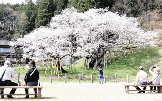 国天然記念物「臥竜桜」が満開　推定樹齢1100年「私も寿命が延びた感じ」
