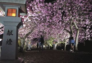 幻想的な八重桜のトンネル　長浜・伊香具神社の参道