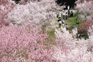 GWに桜500本が見頃　奥飛騨温泉郷の初イベントに「流れ星☆」ら