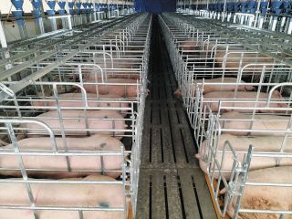 上松に大規模養豚場　町が誘致、地元と連携し雇用創出目指す