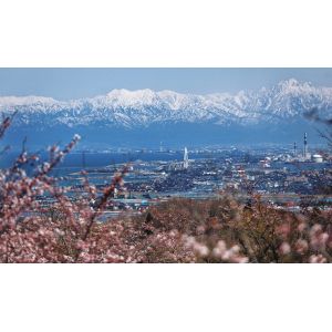 市街地に迫るようにそびえ立つ立山連峰。桜の開花も進み、青、白、ピンクのコントラストが美しい（篠原麻希撮影）