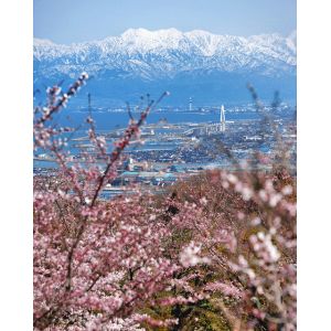 市街地に迫るようにそびえ立つ立山連峰。桜の開花も進み、青、白、ピンクのコントラストが美しい（篠原麻希撮影）