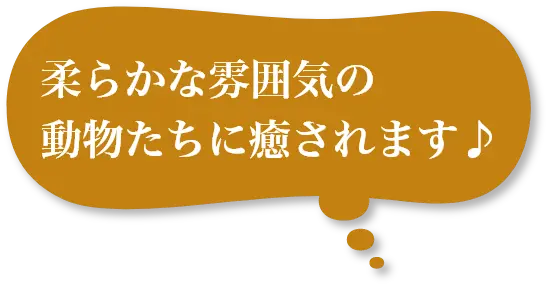 柔らかな雰囲気の動物たちに癒されます♪