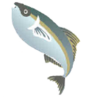 北陸釣りウィークリー