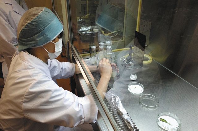 アツモリソウの種子を取り出す生徒＝南箕輪村の上伊那農業高で（同校提供） 