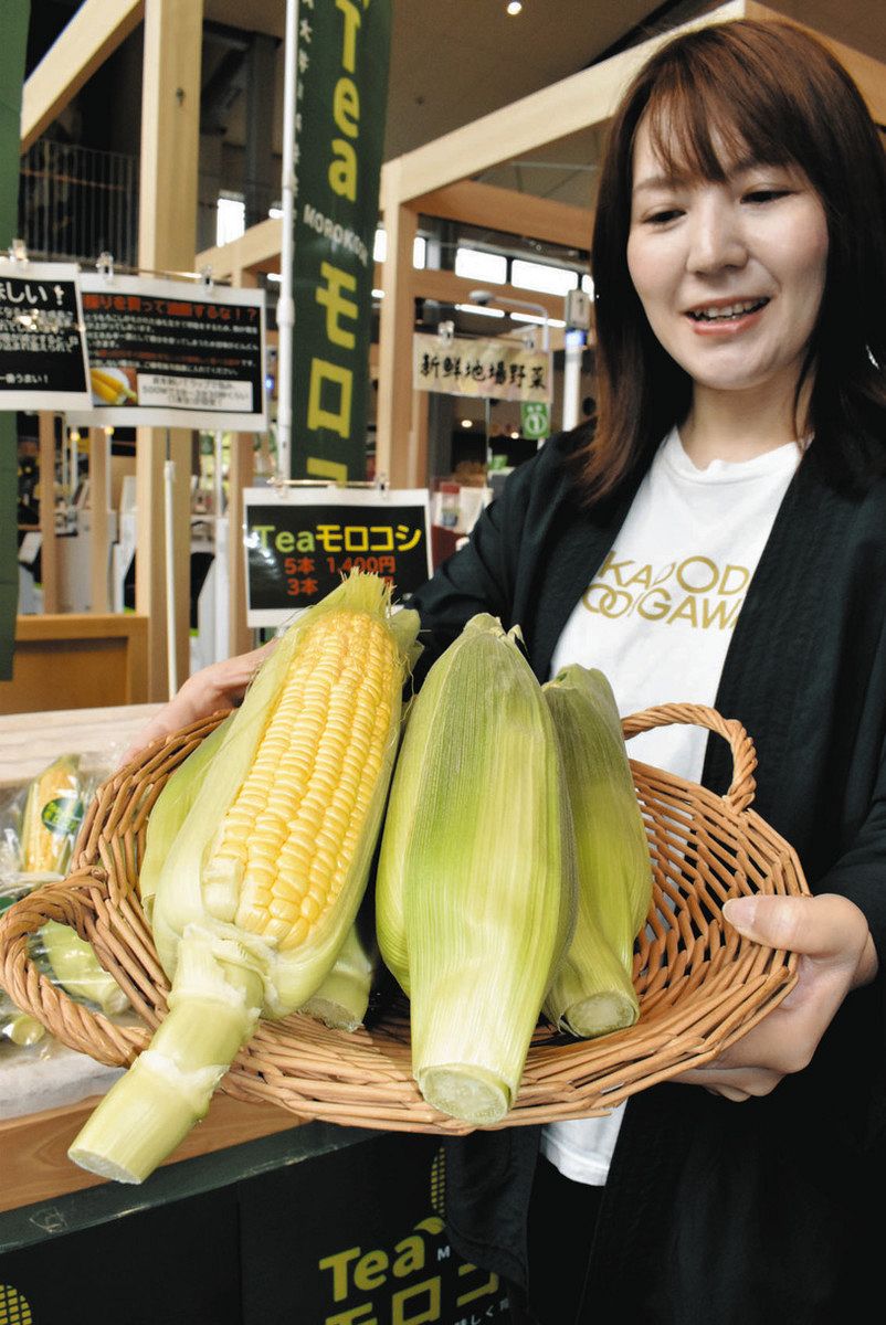 Teaモロコシいかが 茶殻の堆肥で栽培したトウモロコシを島田で販売：中