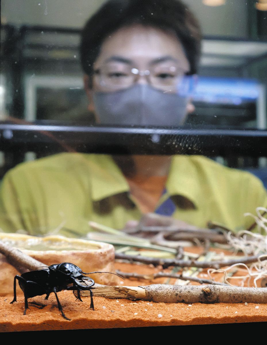 レアなハンミョウ 見て アフリカ分布 体長5センチ、最大級 県昆虫館が