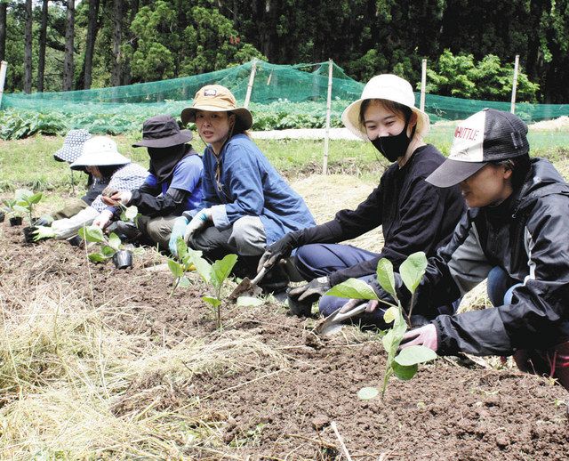 ナスの苗を植える女子部員ら＝氷見市大浦で 