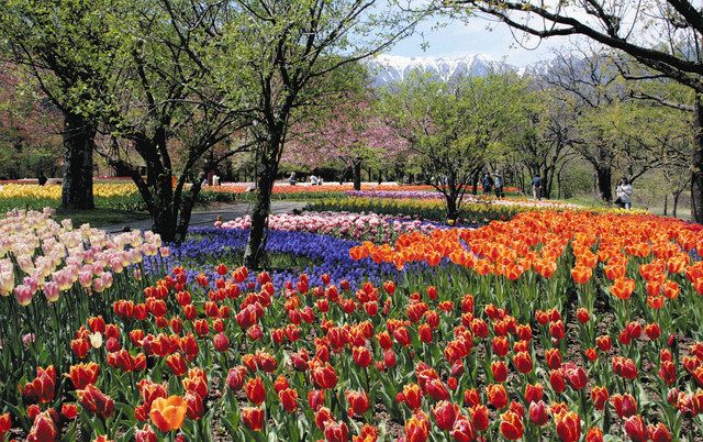 安曇野待春 桜のAACR 1300人が桜咲く安曇野を駆けた1日をレポート - 桜のアルプス