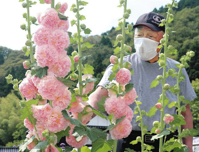 タチアオイ 個性豊かに 門前・高根尾地区で3000株見頃：北陸中日新聞Web