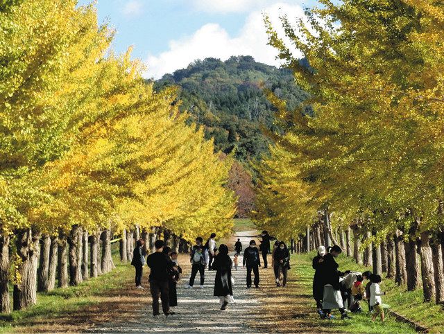 イチョウ並木 色づく 宝達志水・東野 見物客でにぎわう：北陸中日新聞Web