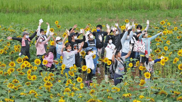 放棄田活用のヒマワリ畑で宝探し 福井 鷹巣 中日新聞web