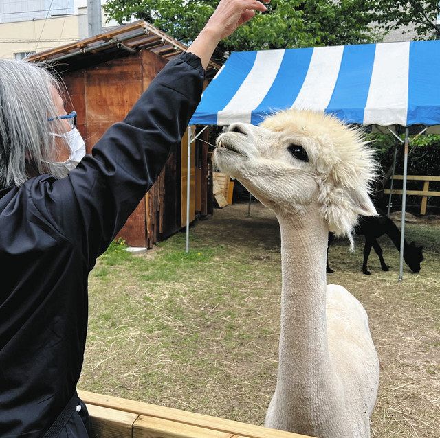 もこもこの２頭が仲間入り 飯田市立動物園に「ニック」と