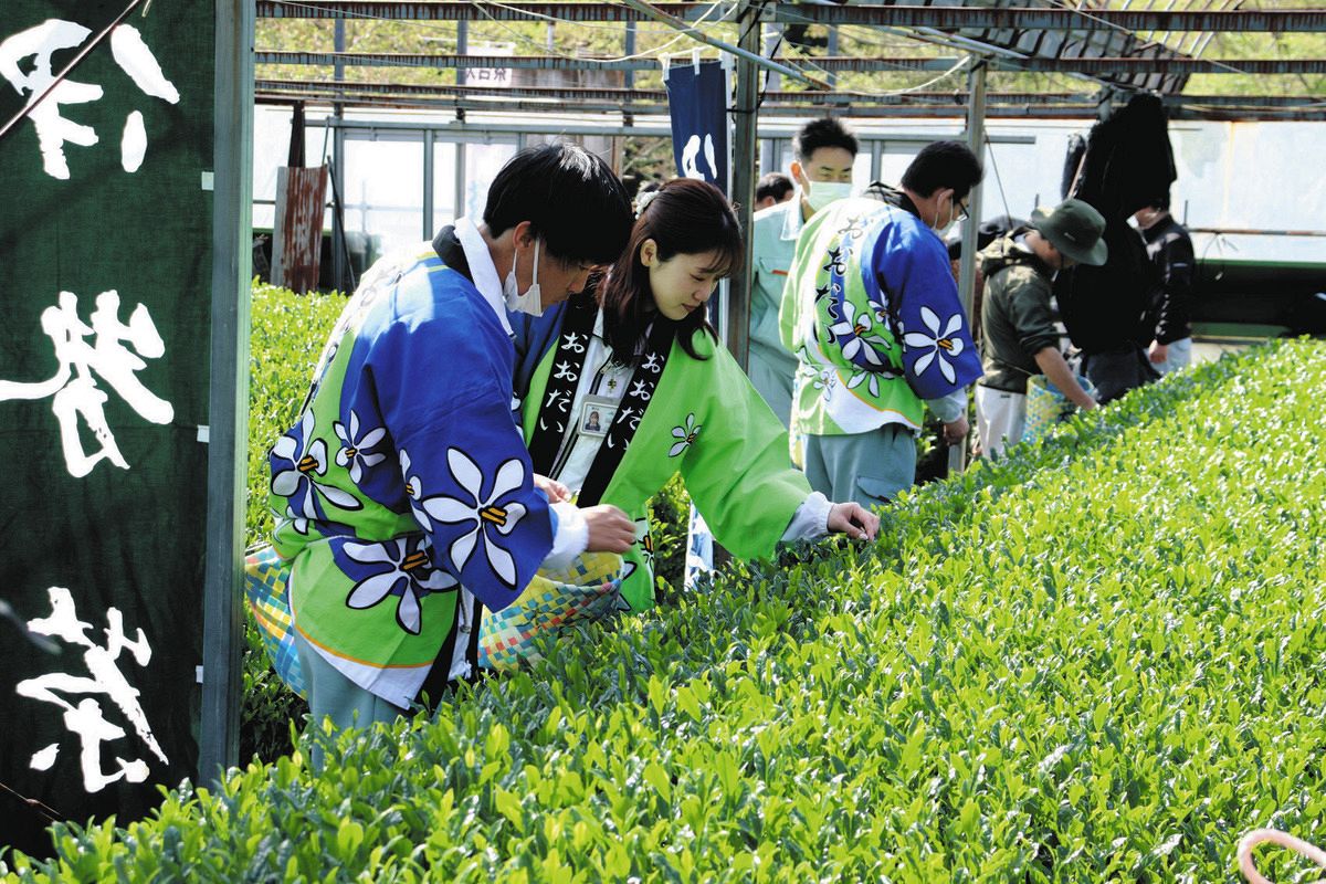 新茶を手摘みする参加者たち＝大台町神瀬で