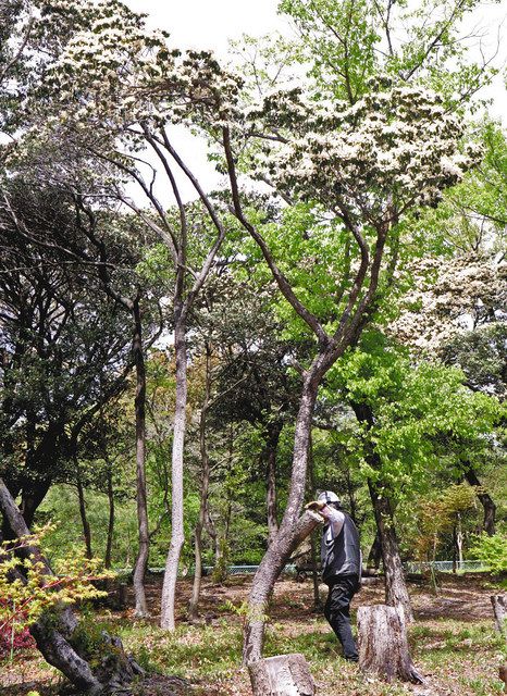 高所が白く雪化粧したようになっているクロバイ＝鈴鹿市国分町の菅原神社で