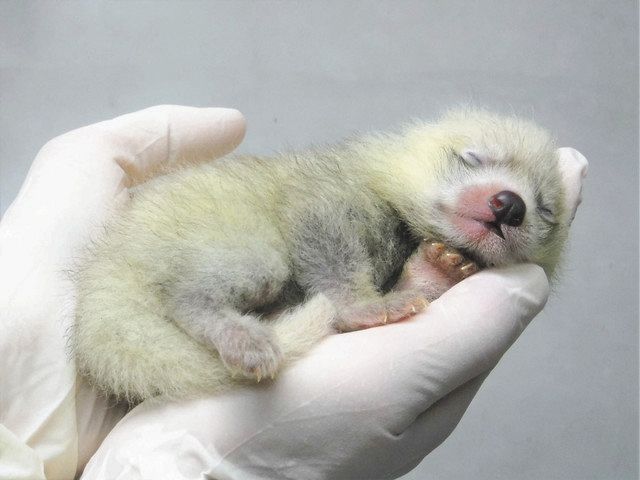 レッサーパンダの赤ちゃん誕生 日本平動物園で２年ぶり 中日新聞しずおかweb