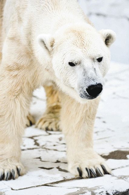 天国のサス君 お花をどうぞ 東山動物園のホッキョクグマ 中日新聞web