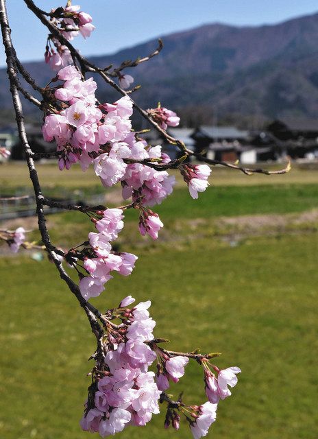 根尾から贈られた淡墨桜が開花 長浜 高月 中日新聞web