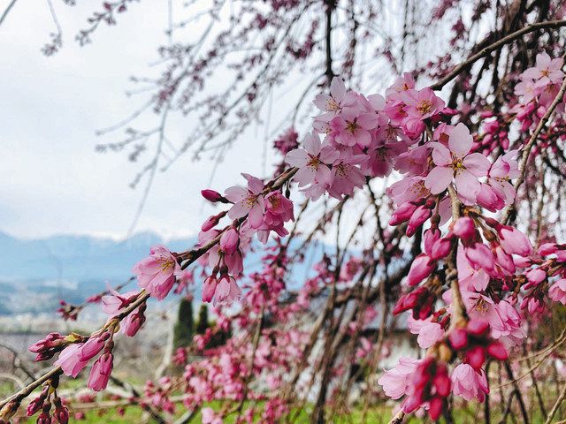 吉瀬 しだれ桜など １０年間で開花最速 駒ケ根 中日新聞web