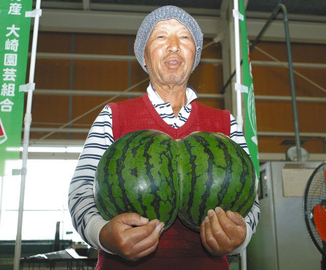 大崎すいか まるで かほく市特産 西川さん収穫 北陸中日新聞web 大崎すいか まるで かほく市特産 西川さん収穫 北陸中日新聞web