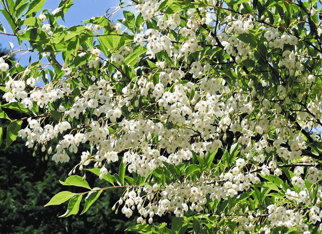 エゴノキの香り、ハチを誘う 紀北で見頃：中日新聞Web